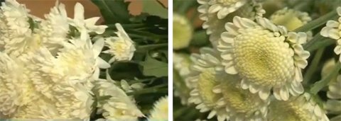 Крупные и мелкие хизантемы